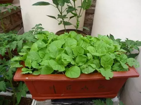 觀(guān)葉類(lèi)蔬菜.jpg