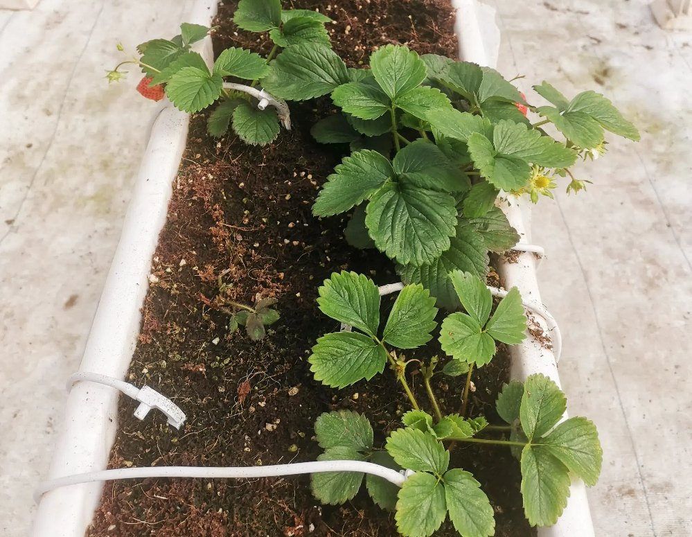 如何促進草莓花芽分化？草莓花芽分化期如何管理？